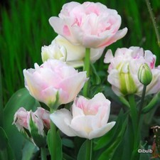 Tulip 'Angelique' BULK - 100 or 250 bulbs FREE DELVERY
