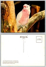 Major Mitchell Cockatoo
