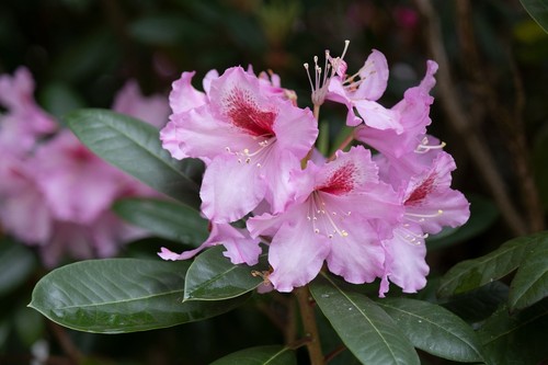 English roseum rhododendron - english,