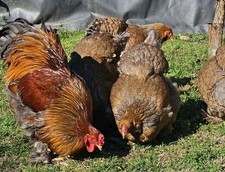 8+ Blue  Partridge Brahma