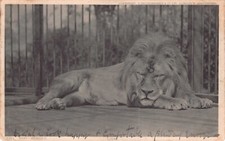 POSTCARD - THE ZOO SERIES -