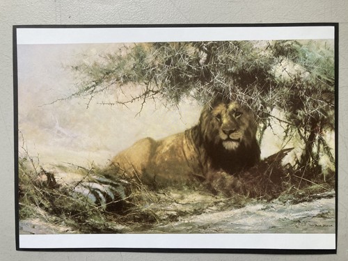 African lion wildlife print - lion,