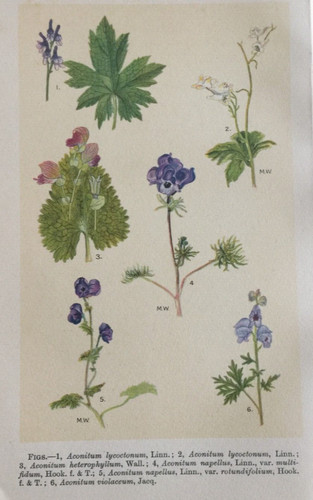 Antique print monkshood - antique,