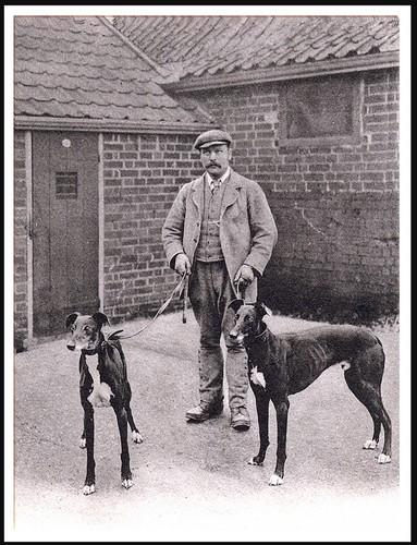 Greyhound man and dogs - greyhound,