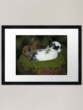 DWARF RABBITS PICTURE Framed