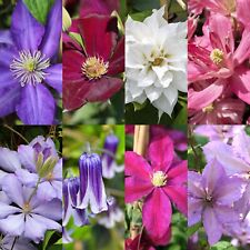 Clematis Climbing Plants in