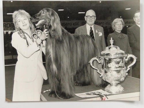 Crufts best show afghan - crufts, in
