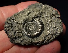 Crucilobiceras pyrite ammonite fossil (50 mm)