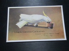 Advertising postcard - Caperns