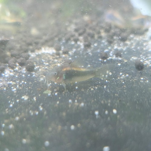 Gold laser corydoras - 1x, live