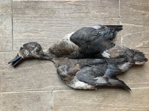 Hen ringneck duck full - hen,