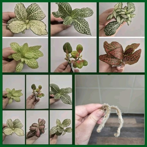 Terrarium plants bundle 6x - plants,