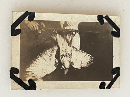Antique 1910s photo - 1910s, falconry