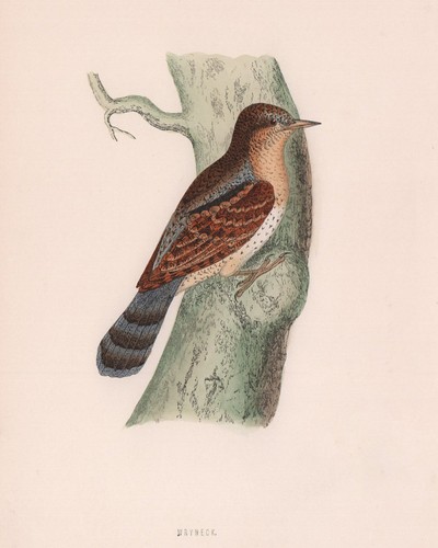 Wryneck morris british - wryneck.,