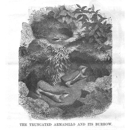 The truncated armadillo and - the,