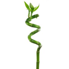 5 x Lucky Bamboo 50cm Spiral