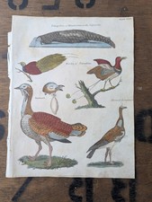 Antique c1815 Natural History