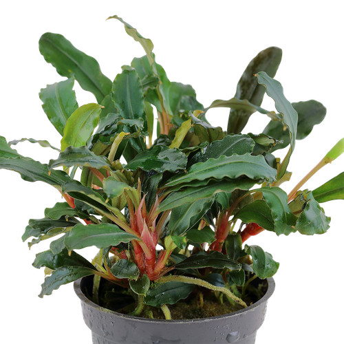 Bucephalandra red eu - -,