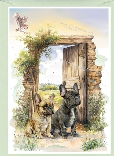 French bulldog frenchie dog - /,