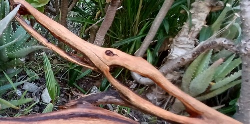 Large driftwood manzanita - large,