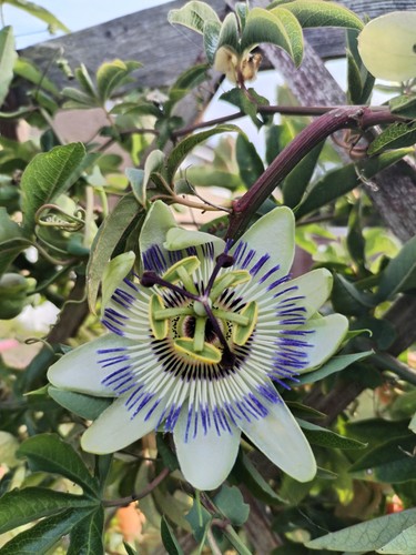 Passion flower passiflora - passion,
