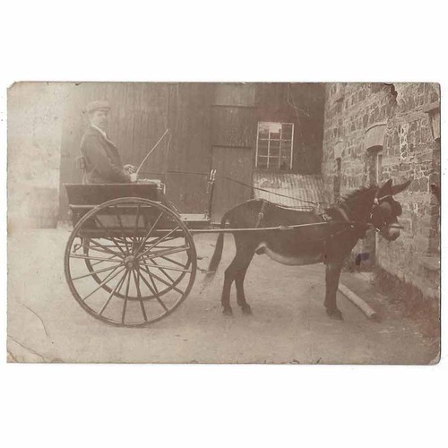 Man seated donkey cart - man,