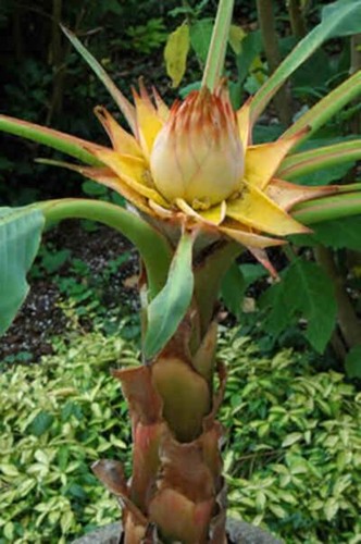 Hardy 20cm banana lasiocarpa - 20cm,