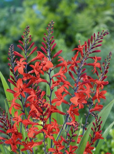 Crocosmia lucifer gardening - 50,