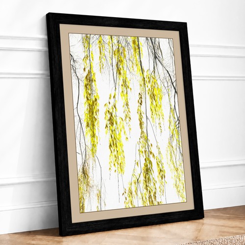 Weeping willow study botanical - willow,