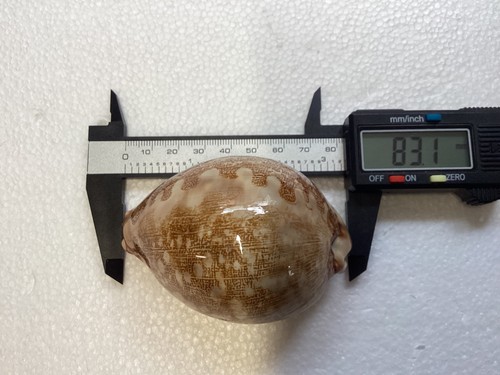 Cypraea mappa cowrie beautiful - cowrie,