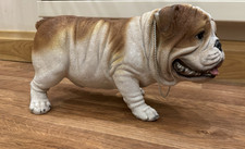 Peeing Life like Pot Bull Dog