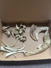 Sheep Bones Taxidermy Art Craft Halloween