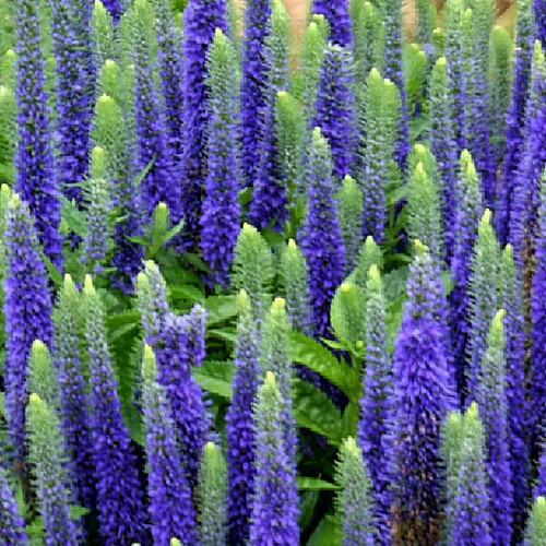 Veronica longifolia blue - veronica,
