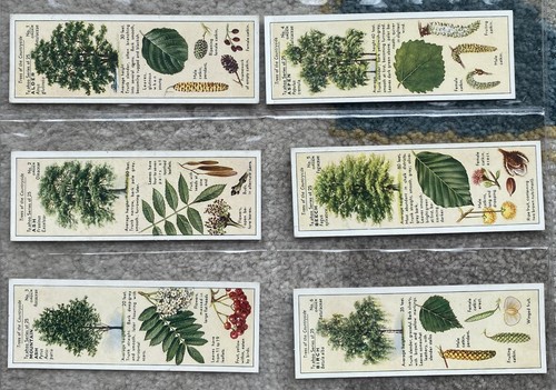 Original set typhoo tea - typhoo,