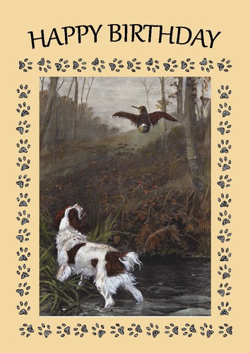 Welsh springer spaniel dog - springer,