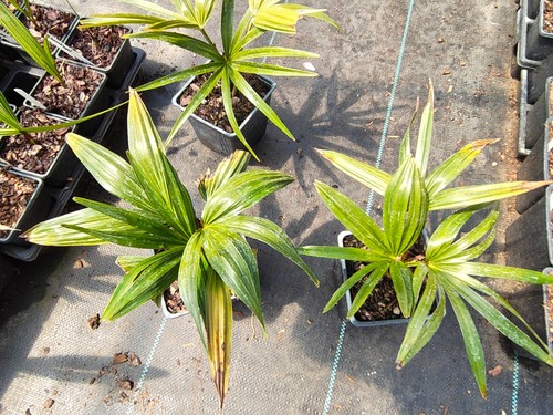 Livistona australis 11 cm - -,