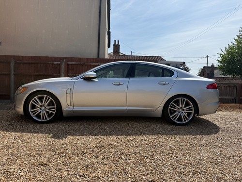 Genuine jaguar selena - xf,