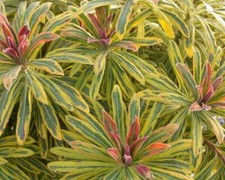 Euphorbia × Martini Ascot