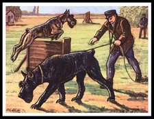 GIANT SCHNAUZER DOGS TRAINING