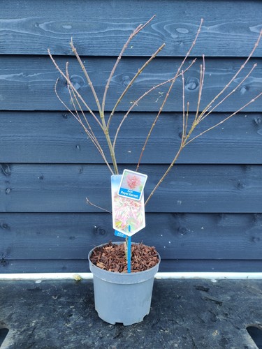 Acer palmatum royal garnet - 'royal, garnet'