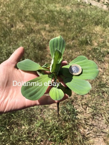 Xxl dwarf water - 1,