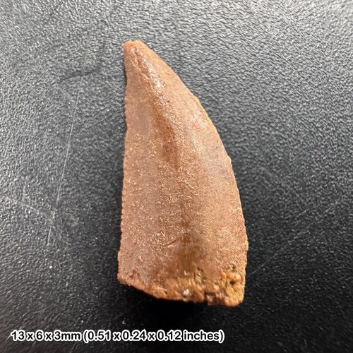 Genuine raptor dinosaur tooth - raptor,