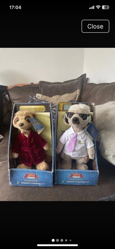 Meerkats from compare the - compare,