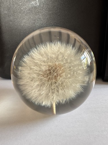 Vintage dandelion hafod - hafod, grange