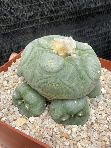 Succulent cactus multi - cactus,