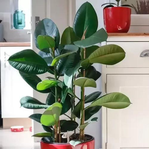 Rubber plant - plant, elastica)