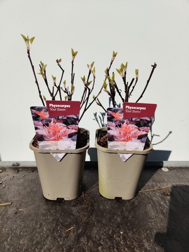 Physocarpus red baron - 2, x