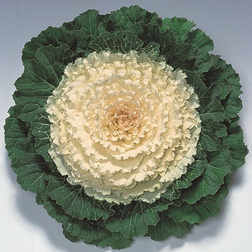 Ornamental cabbage pigeon - ornamental,