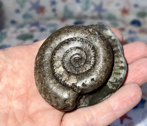 Ammonite fossil from whitby - ammonite,
