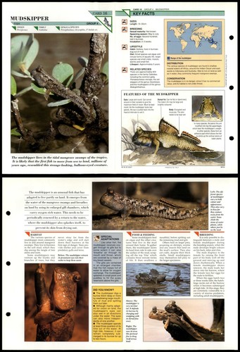 Mudskipper fish wildlife - mudskipper,